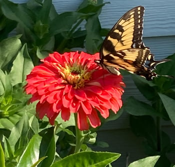 Butterfly on zinnia flower