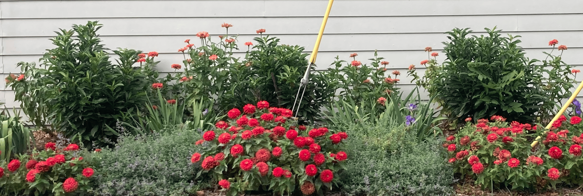 Garage with red zinnias