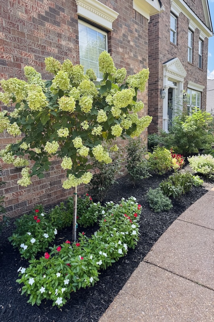 Front yard after example